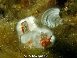 sea-worm taken on island Vis / Canon G9, Inon D2000 strob... by Melita Bubek 
